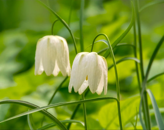 Fritillaria Fall Shipped (Meleagris) Alba (10 bulbs)