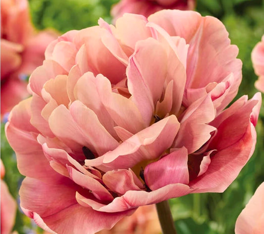 Tulips Fall Shipped Double Early La Belle Epoque (5 bulbs)