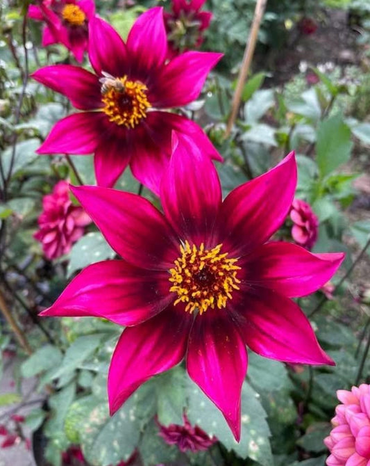 Schipper's Choice Imported (1 Tuber)