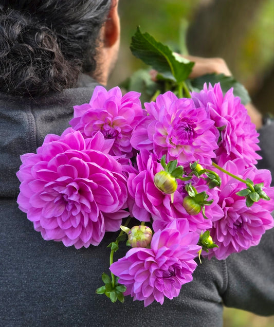 Canada Only Spring Shipped Hapet Lagoon (1 cutting)