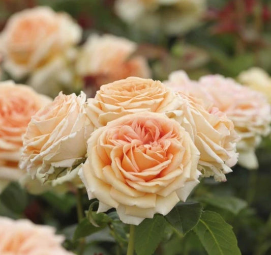 Lady Capri™ - Some Experience (1 Bare Root Rose)