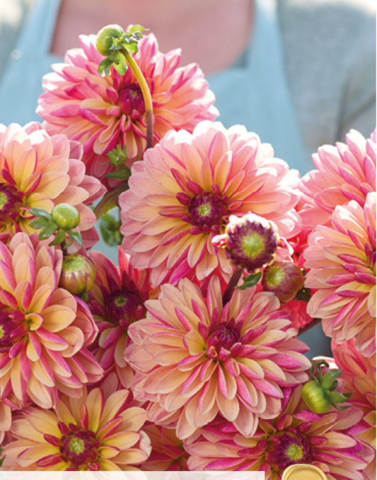 Madame Antoinette (1 Imported Tuber)