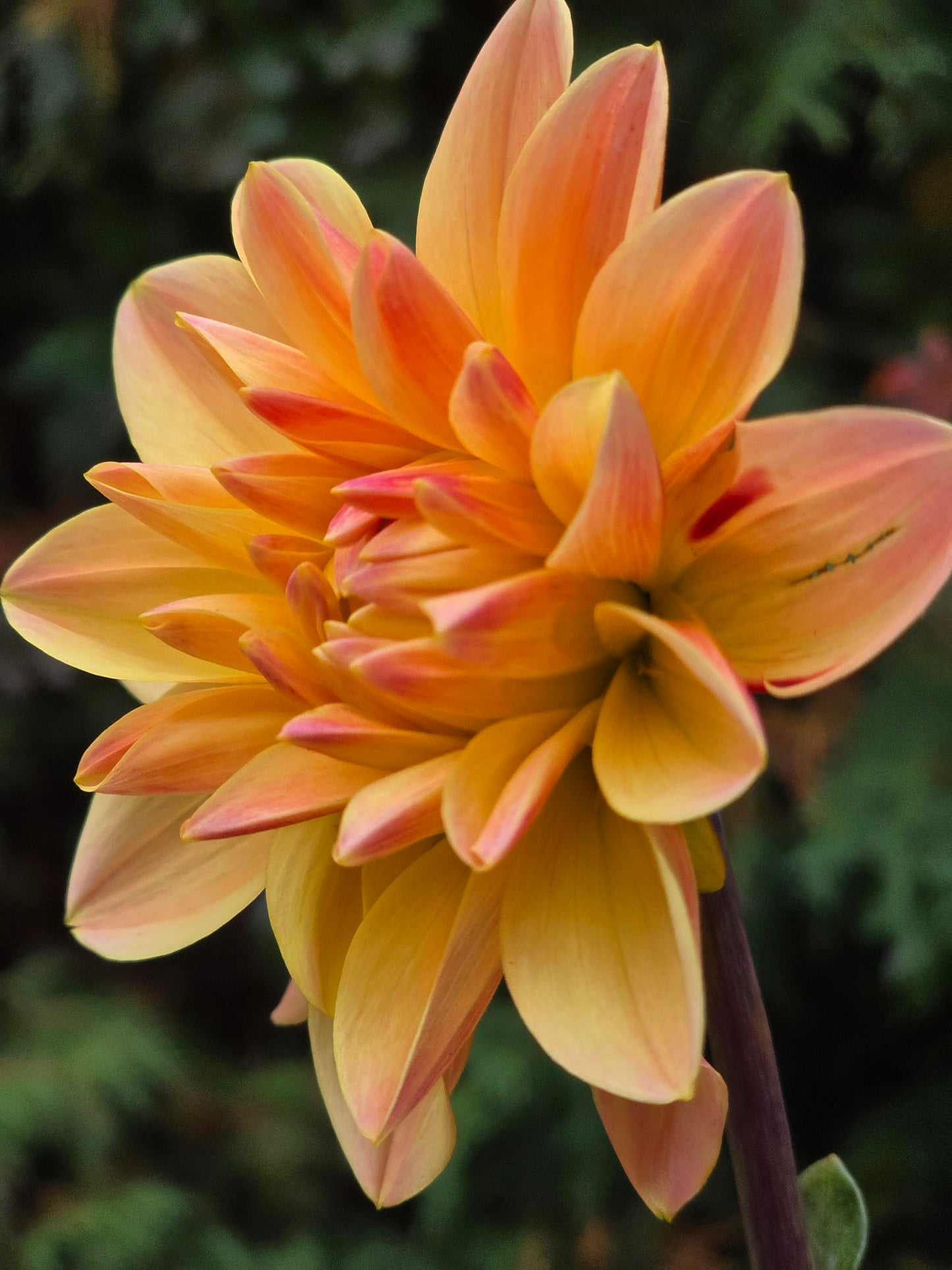 Clarence (1 tuber)