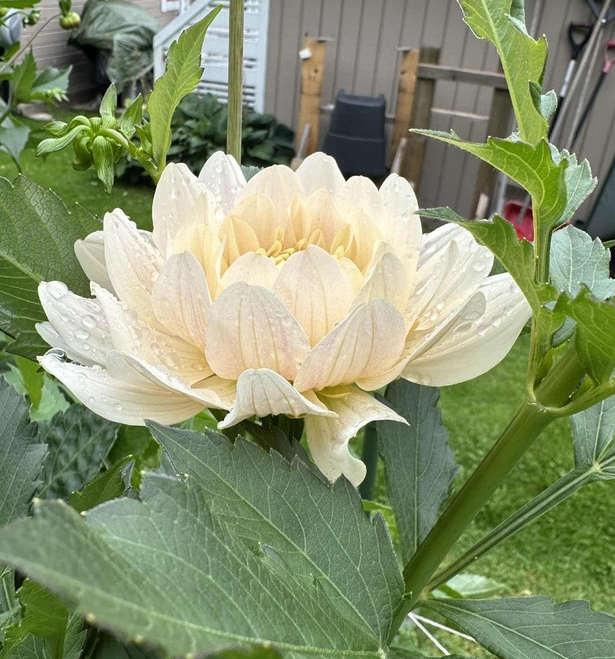 Glossy Olivia/Annika Imported (10 Tubers)