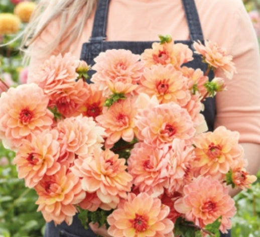 Elegant Lady Imported (1 Tuber)