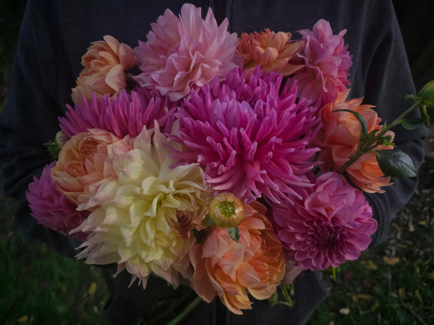 Canada Only Spring Shipped Aussie Mystery Cuttings Combo (5 cuttings)