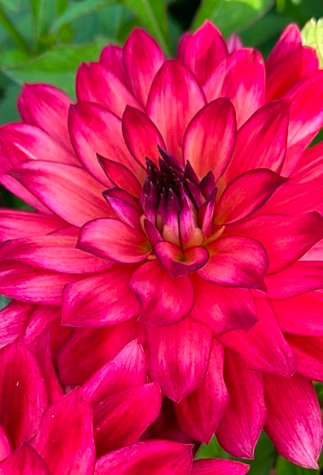 Ocean of Love (1 Imported Tuber)