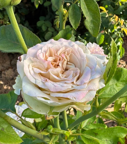 Westminister Abbey™ - Experienced (1 Bare Root Rose)