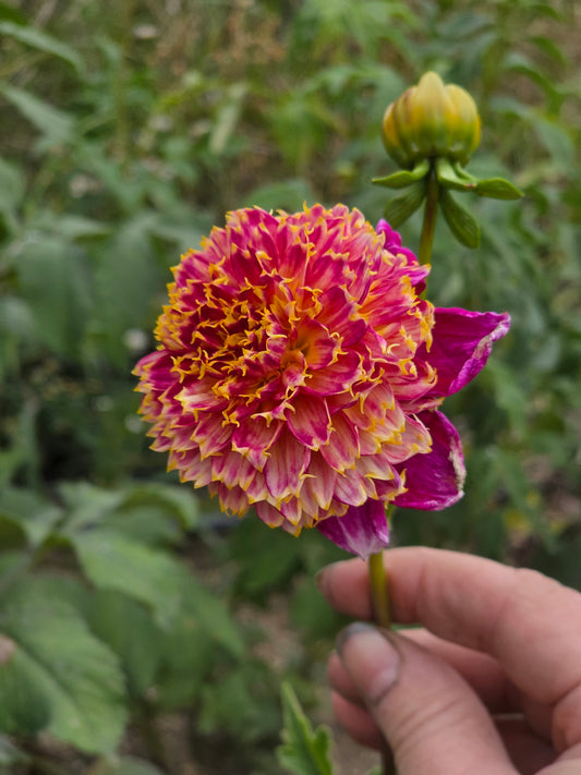 Haguruma 🇯🇵 (1 tuber)