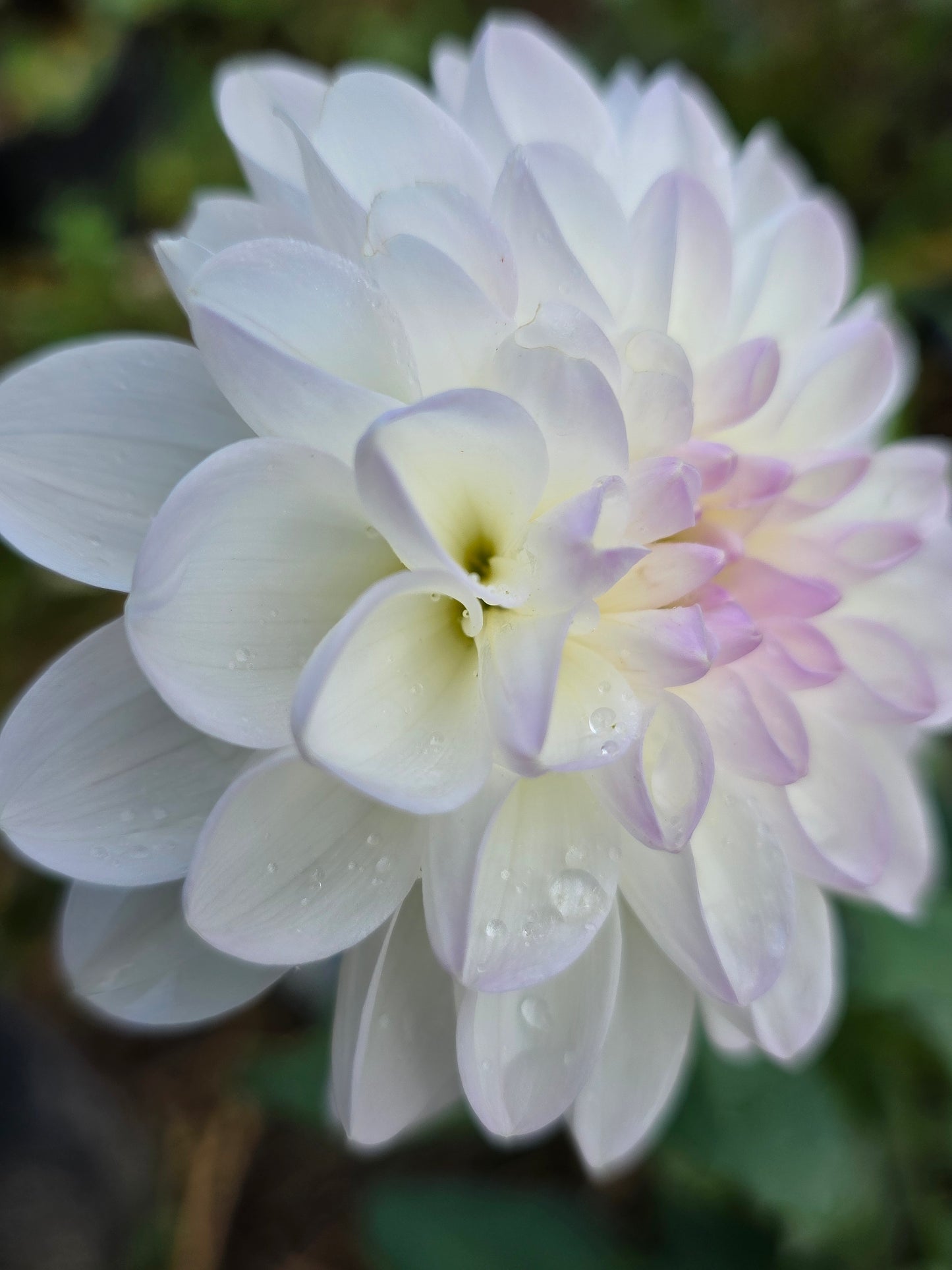 Ball Smoothy Imported tuber