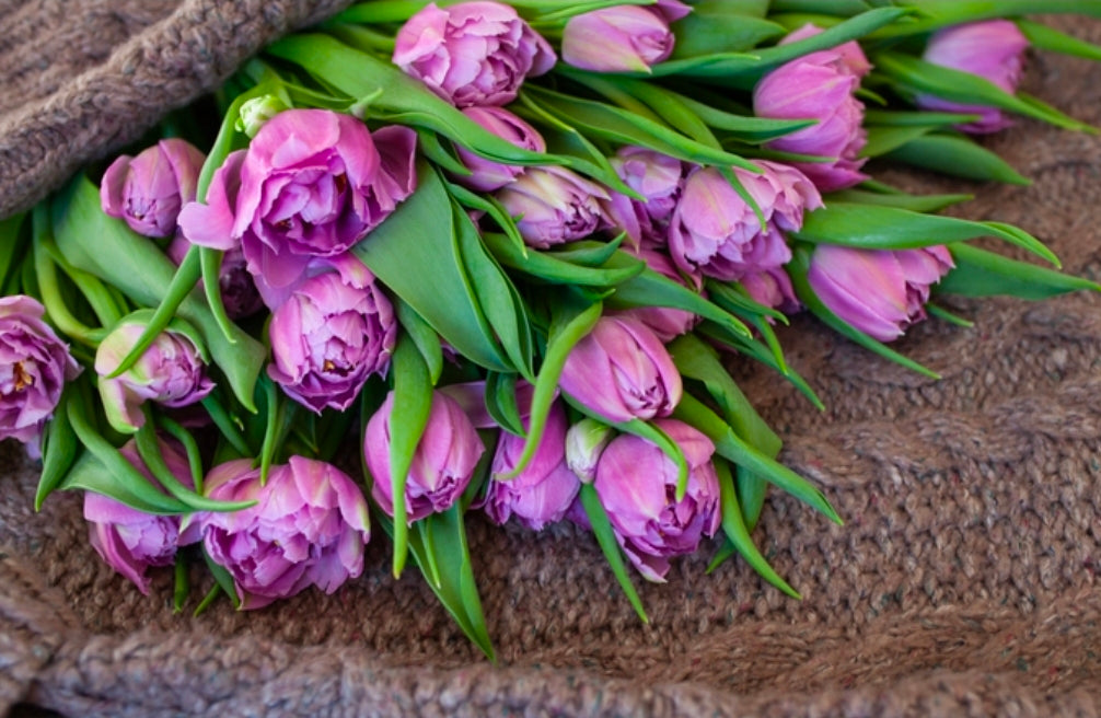 Tulips Fall Shipped Double You (10 bulbs)
