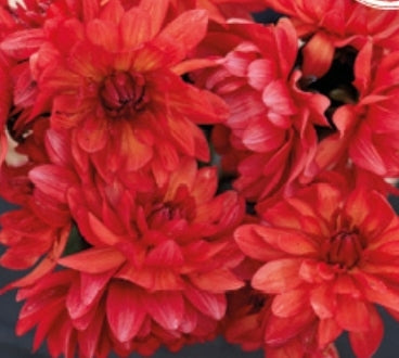 Parc Floral de Paris Imported (1 Tuber)
