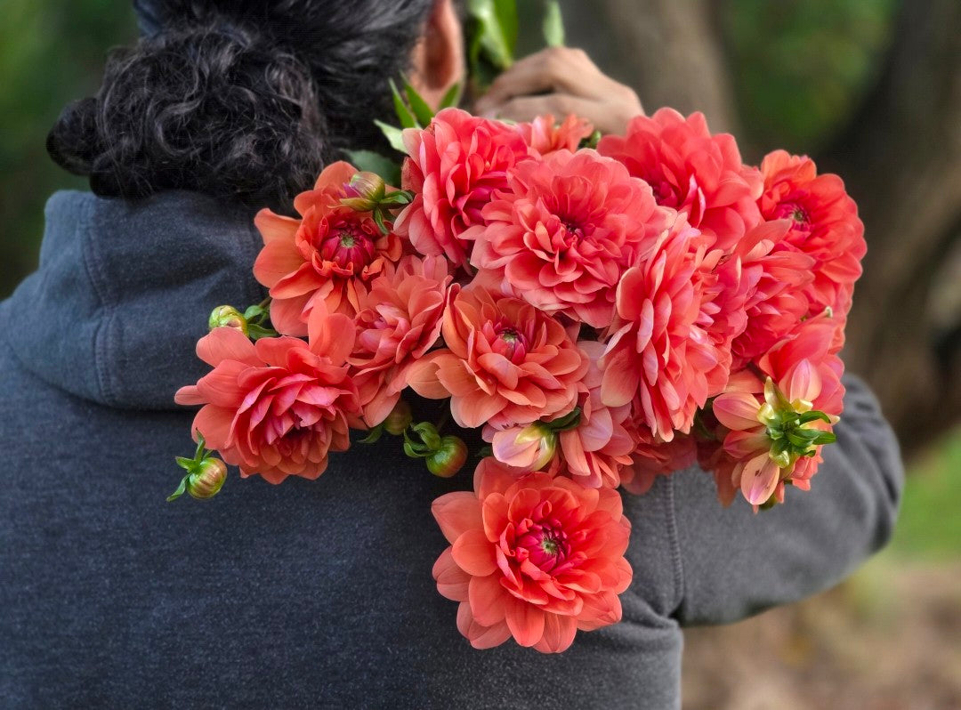 Canada Only Spring Shipped Geerlings Cupido (1 cutting)