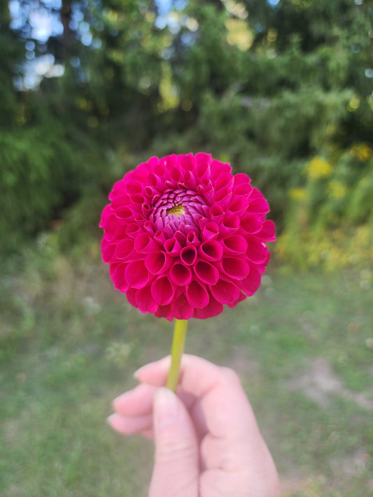 Cable Bay Very Berry (1 tuber)