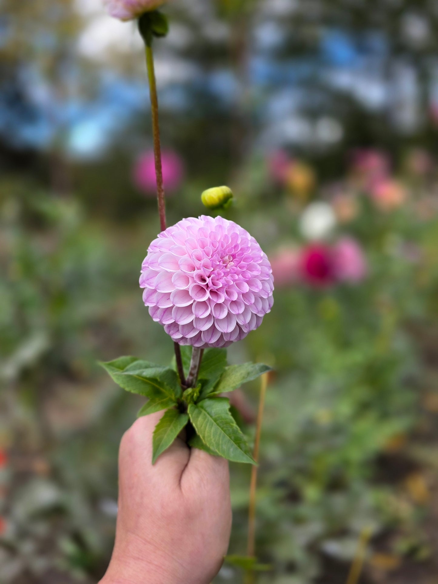 Cable Bay Princess Fluffballs 🇨🇦 (1 tuber)