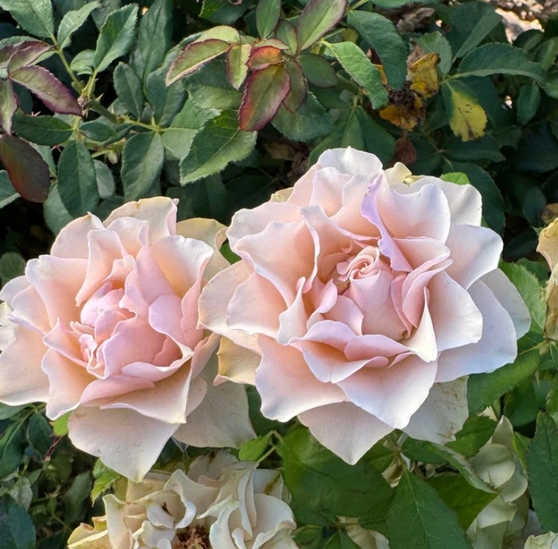 Bourbon Street™ - Beginner (1 Bare Root Rose)