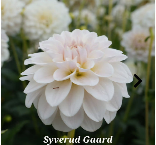 Silver Antique Imported (10 Tubers)