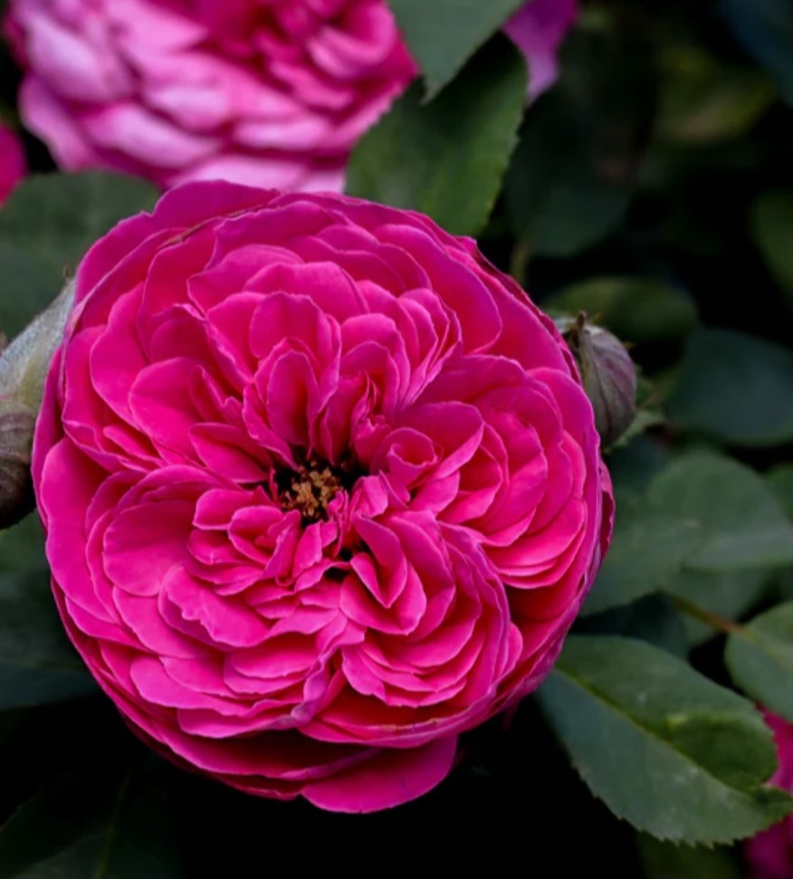 Sandringham™ - Experienced (1 Bare Root Rose)