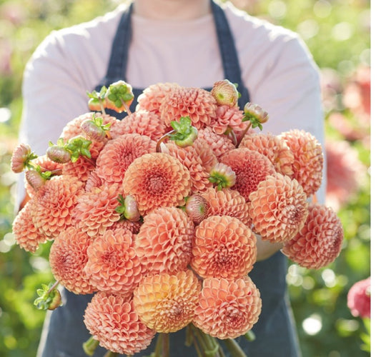 European Ball Comet (1 Imported Tuber)