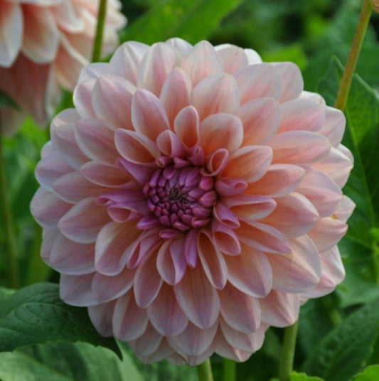 Sturm Sweet Maria Imported (1 Tuber)