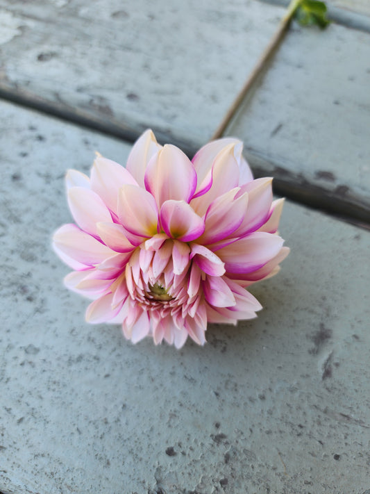 Budapest Blush (1 tuber)