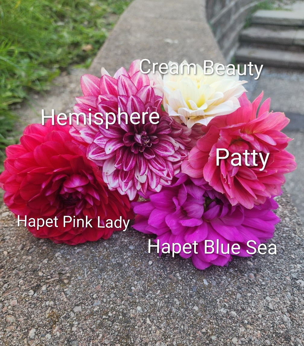 Hapet Pink Lady (1 tuber)