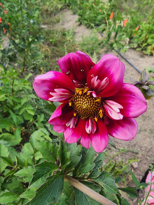 Molly's Ruby Slippers (1 tuber)