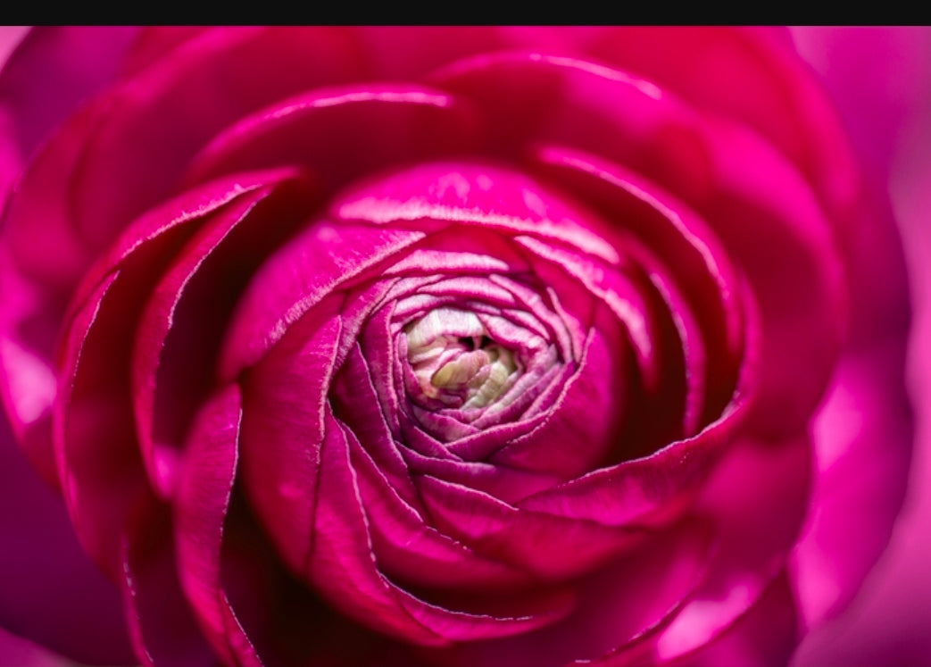 Ranunculus Fall Shipped Amandine BonBon (10 corms)