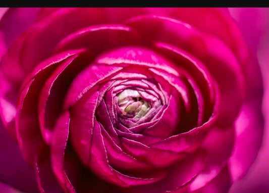 Ranunculus Fall Shipped Amandine BonBon (10 corms)