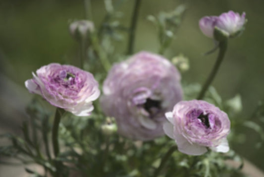 Ranunculus Fall Shipped Amandine Purple Jean (10 corms)