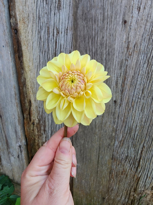 Skeena Hope (1 tuber)