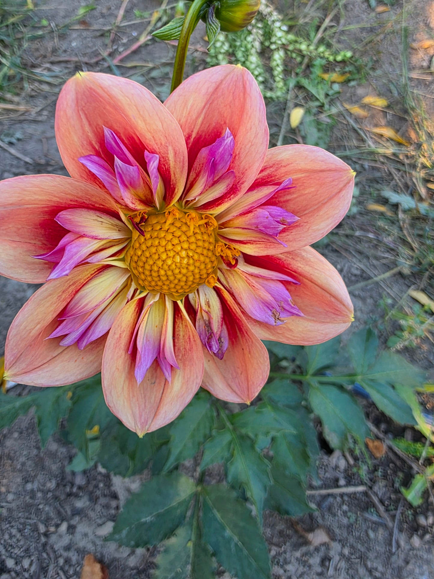 LIMIT ONE Orange Hype (1 tuber)