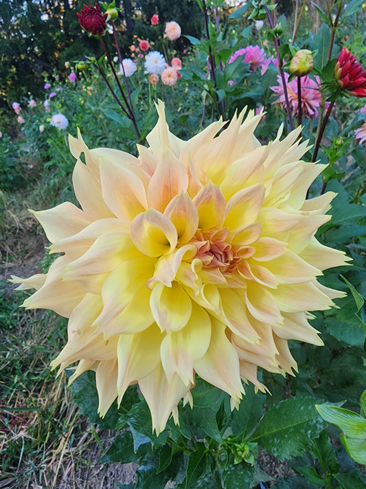 Aslan (1 tuber)