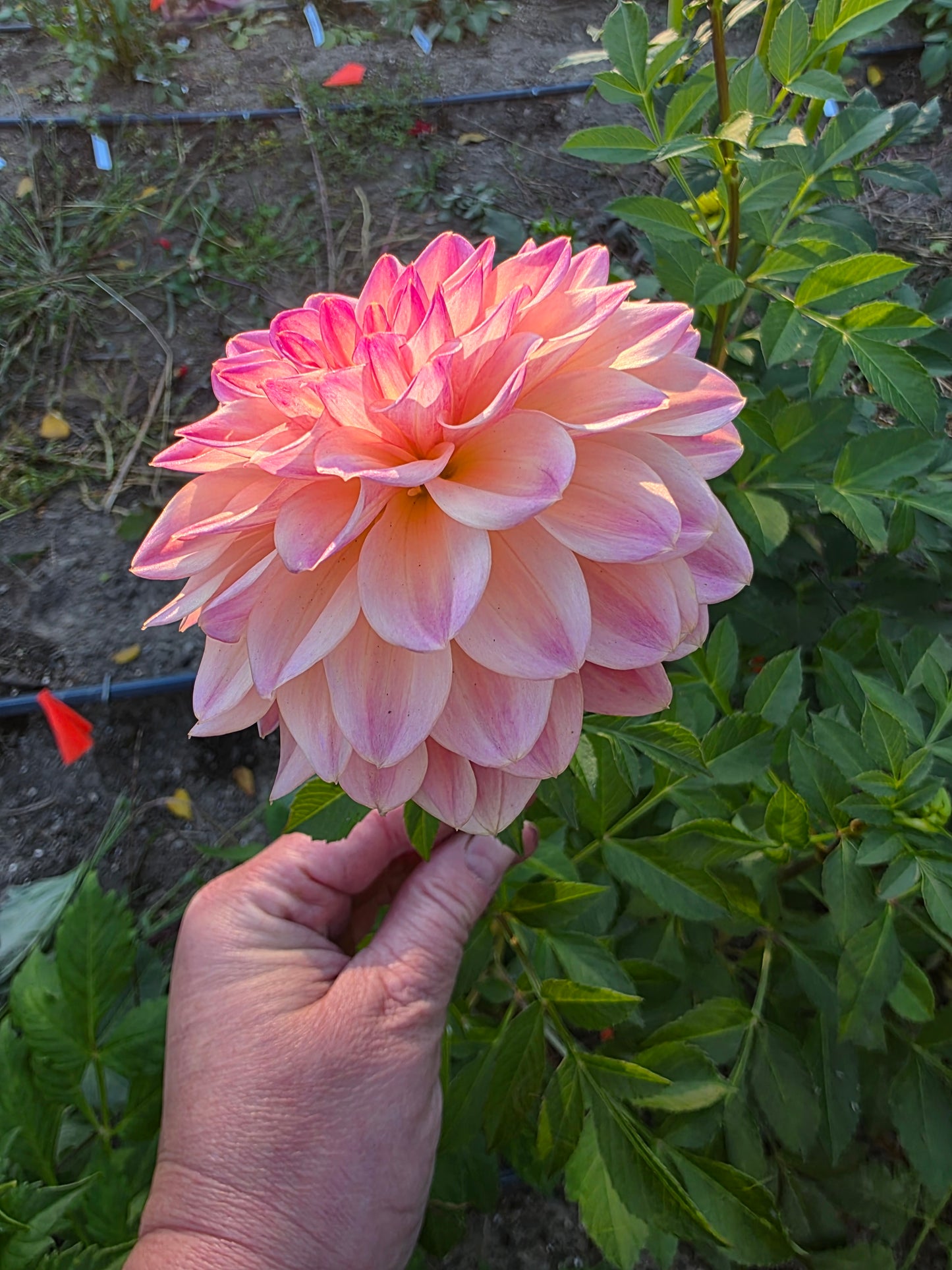 Cable Bay Melon Baby (1 tuber)