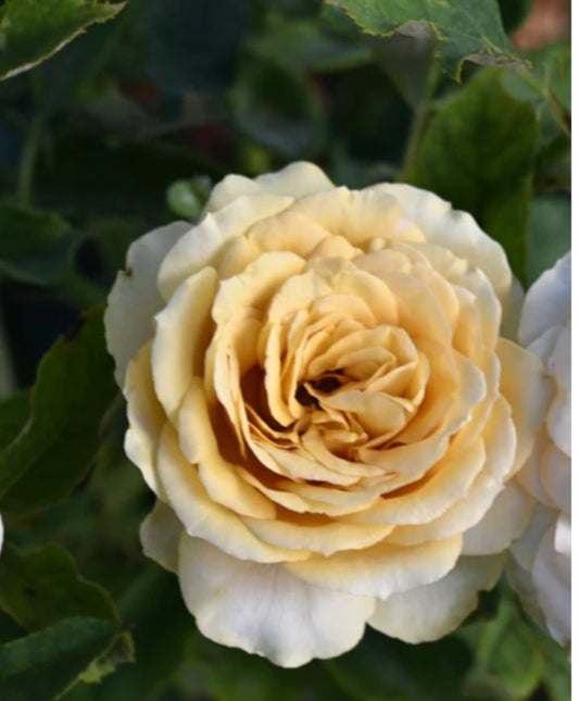 Golden Mustard™ - Some Experience (1 Bare Root Rose)