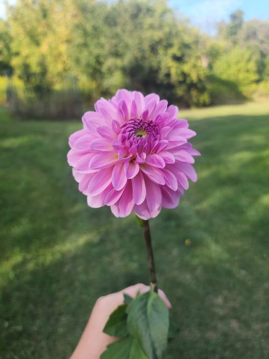 Bazuin Lavender Tuber