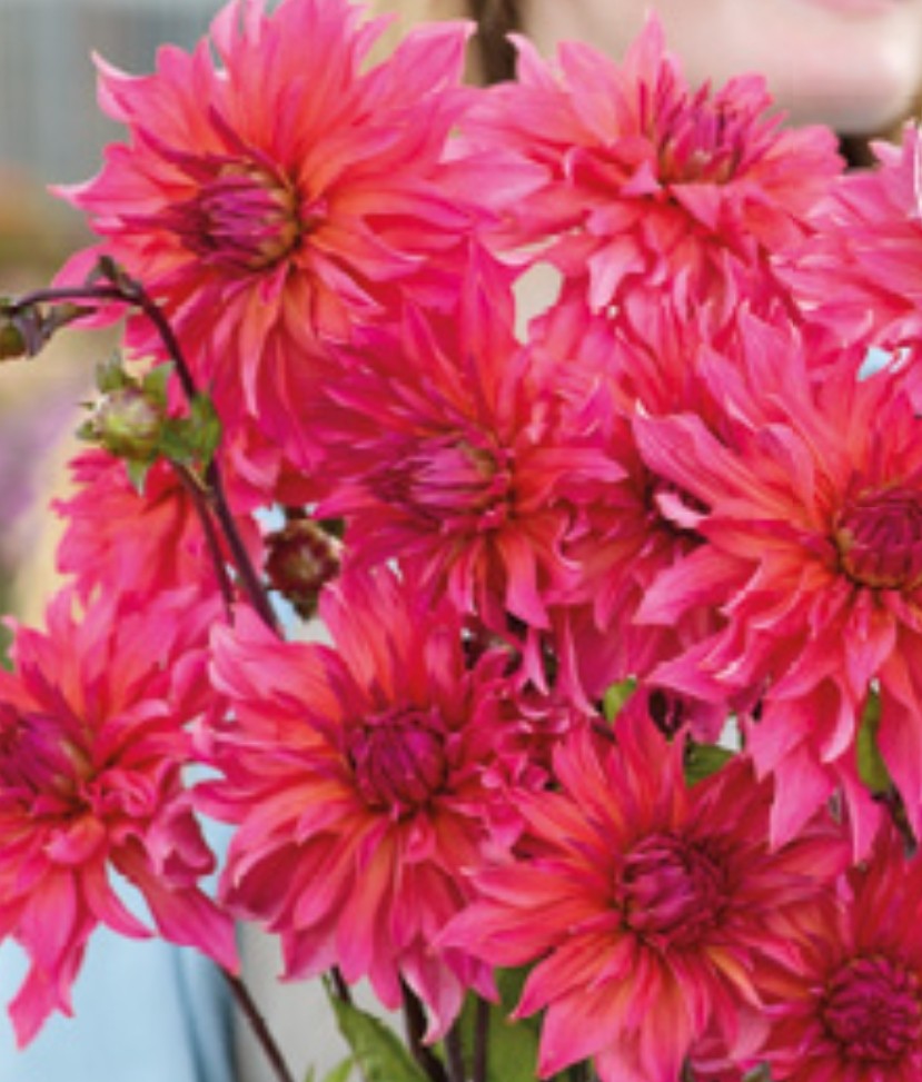 Pink Punk Imported (1 Tuber)