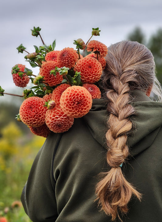 Cornel Bronze (1 tuber)