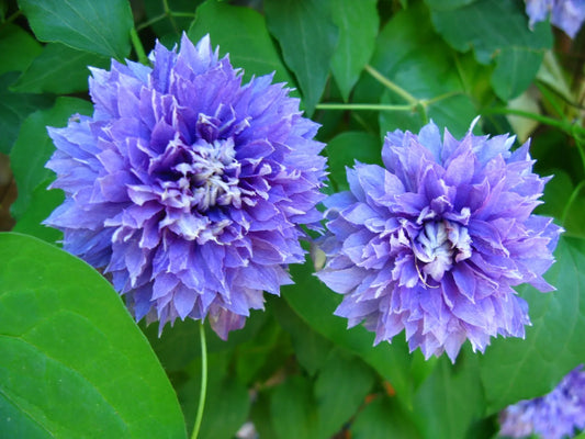 Canada Only Diamantina Clematis