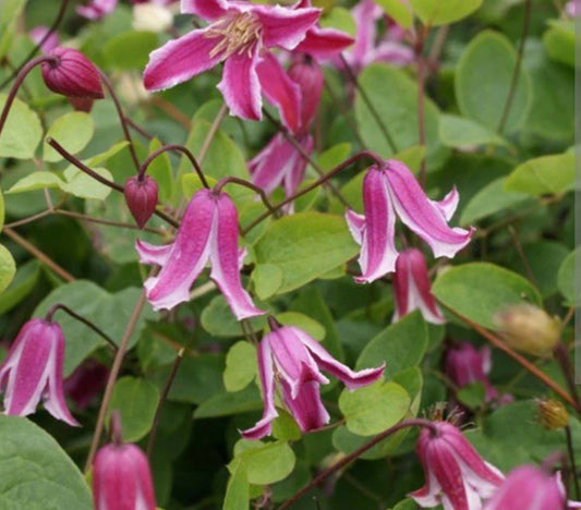 Etoile Rose Clematis