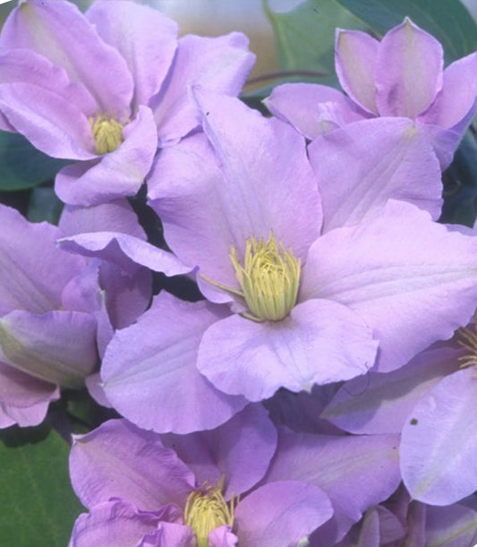 Canada Only Silver Moon Clematis