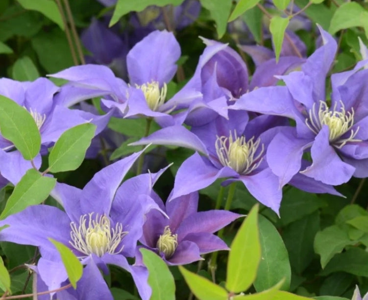 Canada Only Boulevard Olympia Clematis