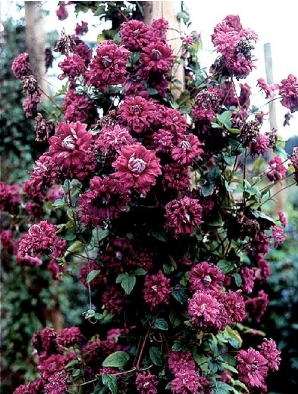 Canada Only Viticella Purpurea Plena Eglans Clematis