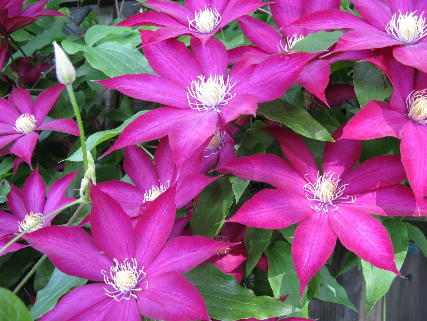 Canada Only Bourbon Clematis