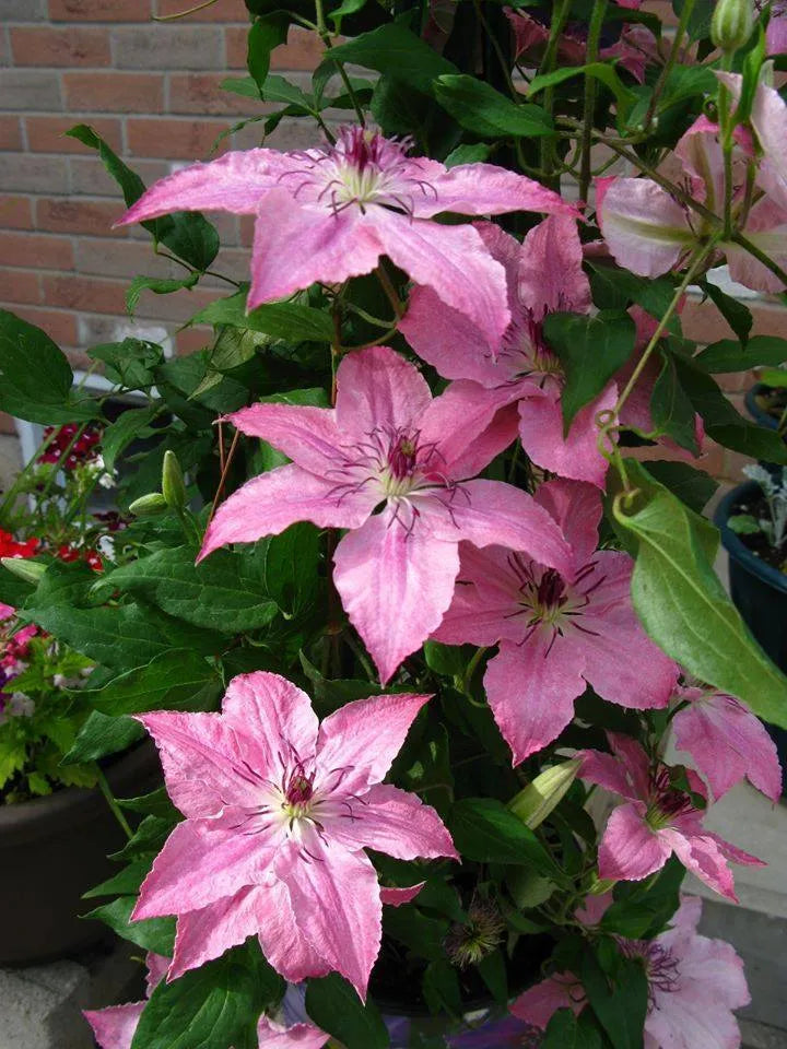 Canada Only Sarah Elizabeth Clematis